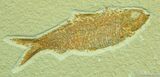 / Inch Fossil Fish Knightia eocaena #37-1